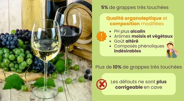 effets-qualite-jus-oidium-vignes
