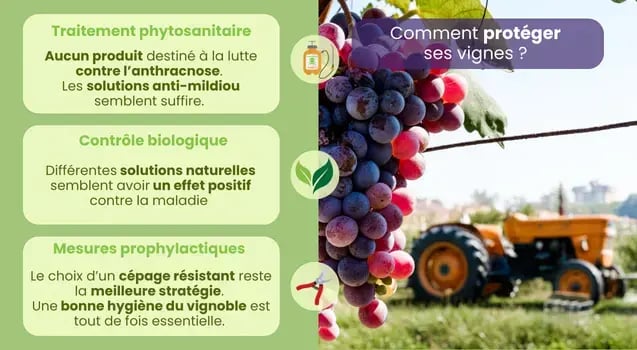 proteger-vignes-methodes-phytosanitaire-prophylactique-biologique