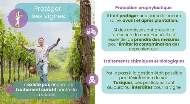 proteger-vigne-methodes-maladie-court-noue