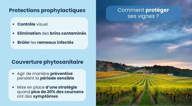 proteger-vignes-excoriose