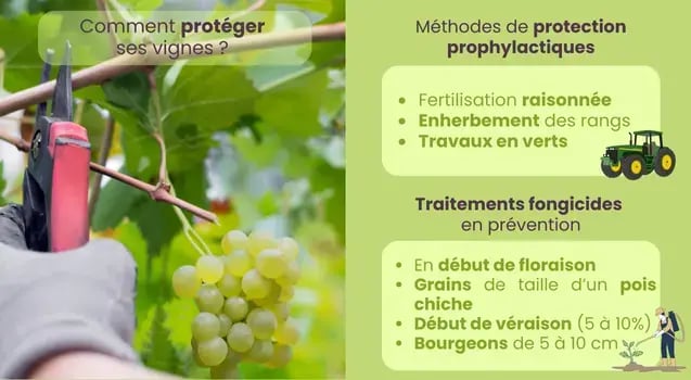 proteger-vigne-methodes-prophylactiques-fongicides