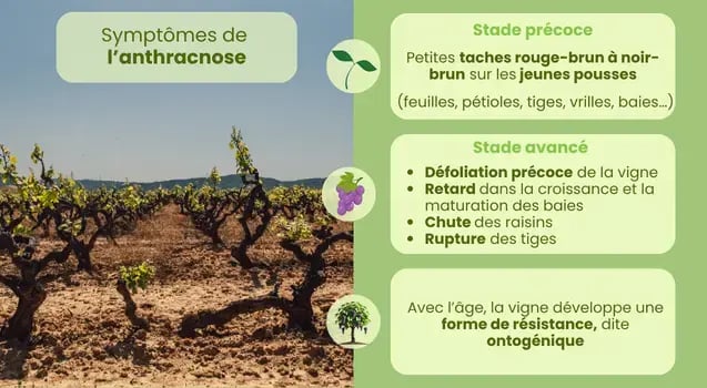 symptomes-stade-anthracnose-vignes