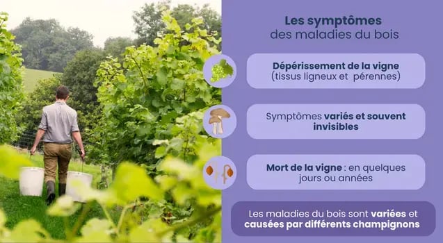 symptomes-maladie-du-bois