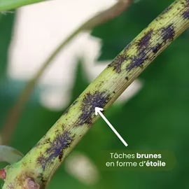 photo-symptomes-oidium-sarments