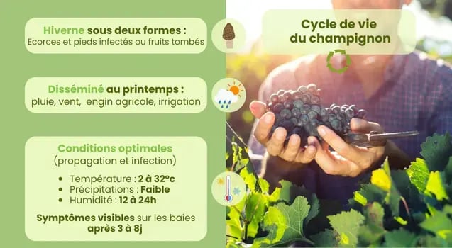 cycle-vie-champignon-anthracnose