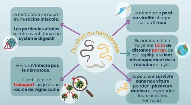 biologie-virus-nematode-maladie-court-noue-vigne