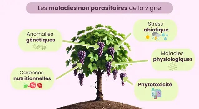 maladies-non-parasitaires-vignes
