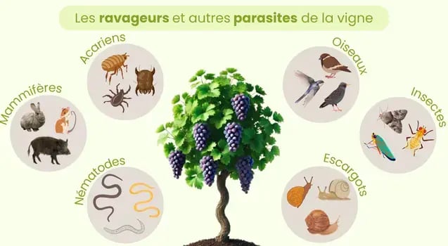 ravageurs-parasites-vignes