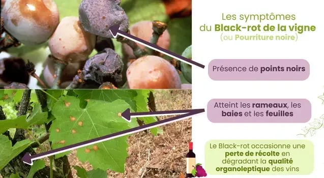 Photo des symptômes du black-rot de la vigne