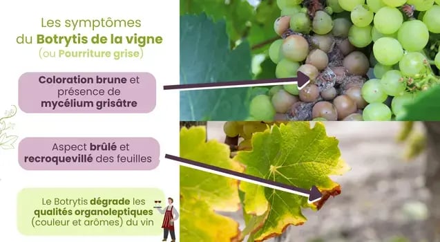 symptomes-botrytis-pourriture-grise-vigne