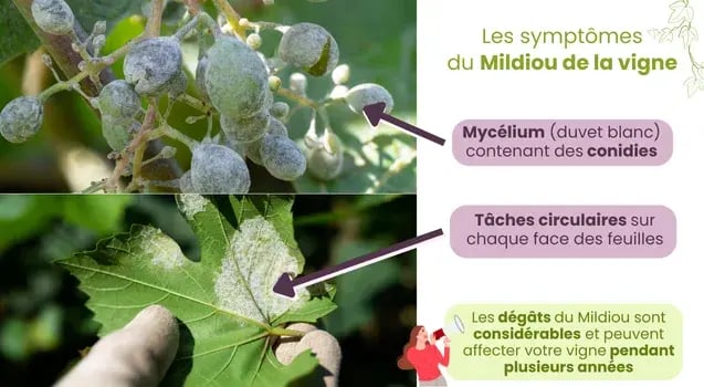 symptomes-mildiou-vigne