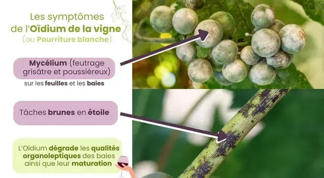 symptomes-oidium-pourriture-blanche-vigne