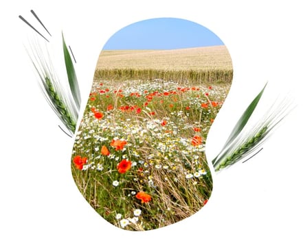Je répons aux défis environnementaux agricole avec les solutions ISAGRI, Geofolia et Météus