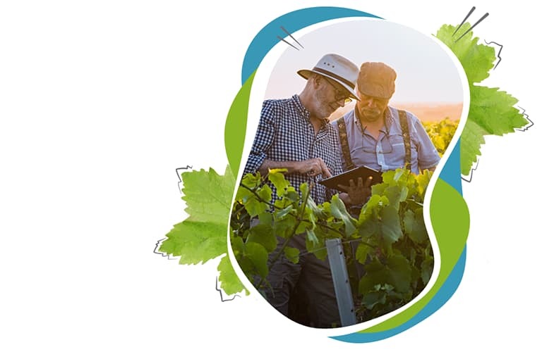 solution de gestion et de commercialisation de vins et d'animation de portefeuille client