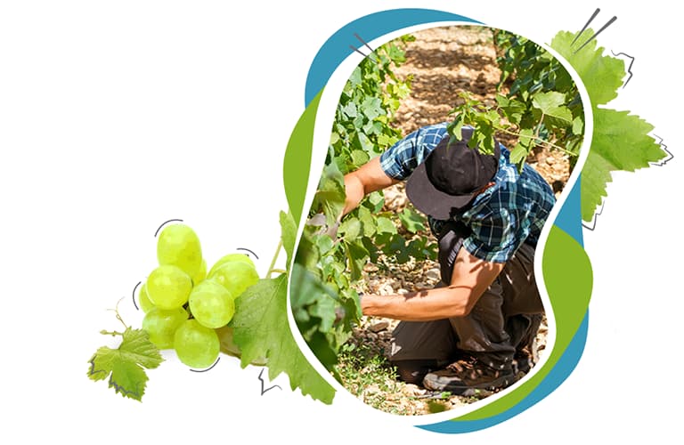ISACOMPTA, la gestion adaptée pour les viticulteurs