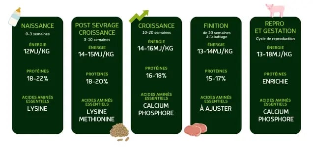 Les besoins nutritionnels des porcs à chaque étape de croissance (1)