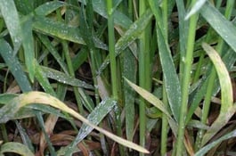 OIdium