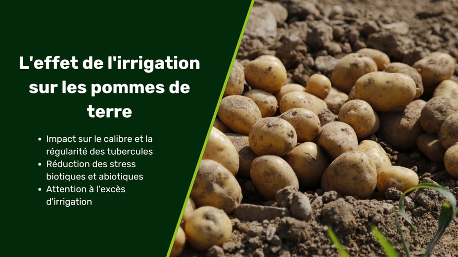 Vignette blog - irrigation PdT (1)