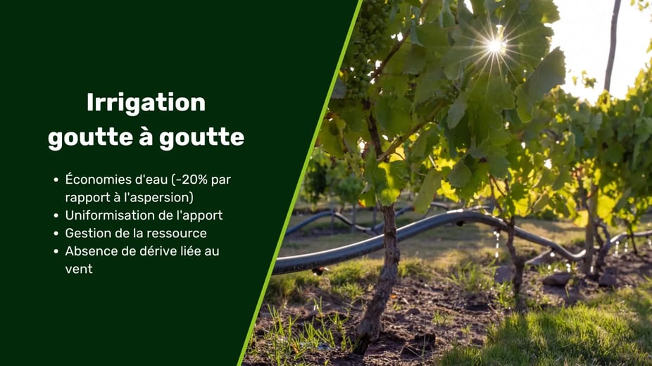 Vignette blog - irrigation vigne (1)