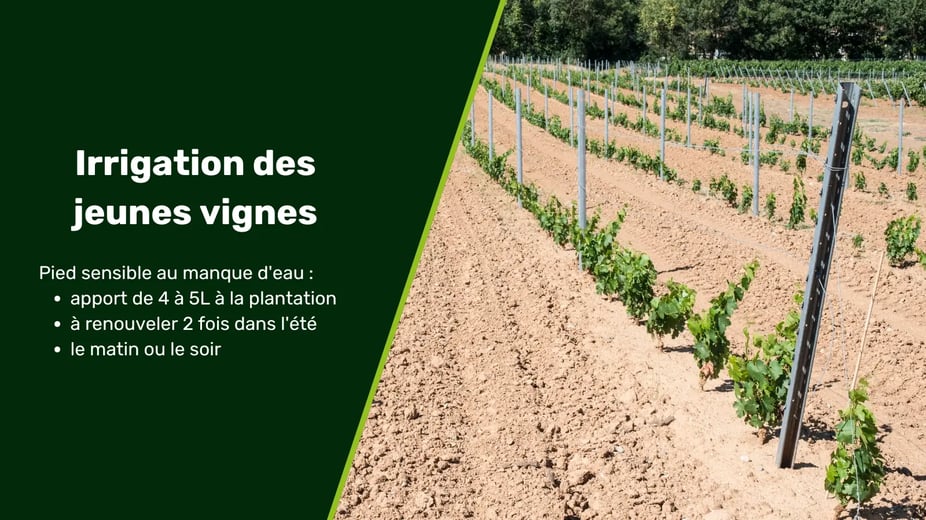 Vignette blog - irrigation vigne (3)