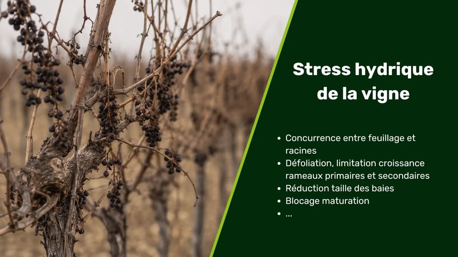 Vignette blog - irrigation vigne