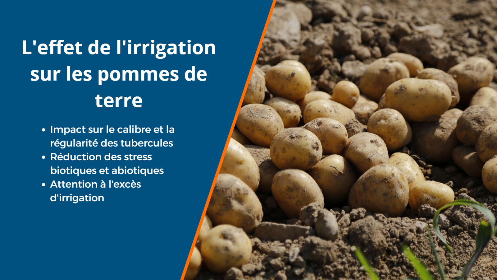 effet irrigation pommes de terre