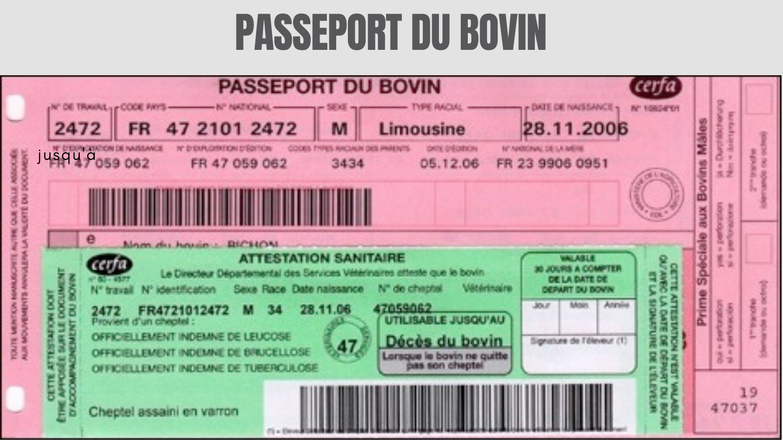 Passeport du bovin