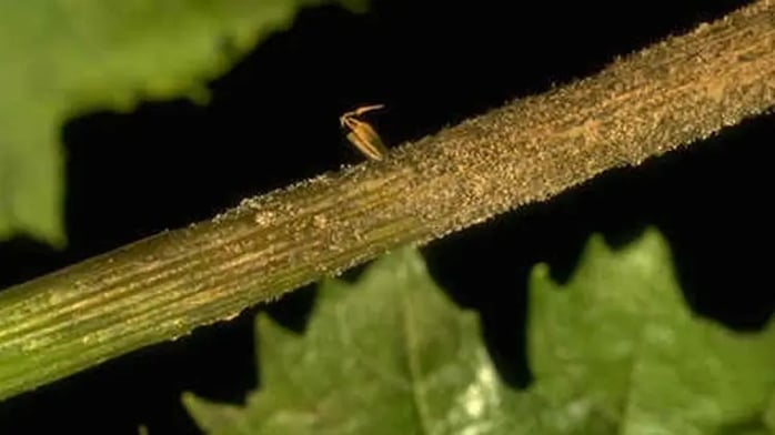 botrytis_vigne_rameaux_750x422 BASF