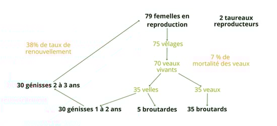 génisse-ensilage-blog