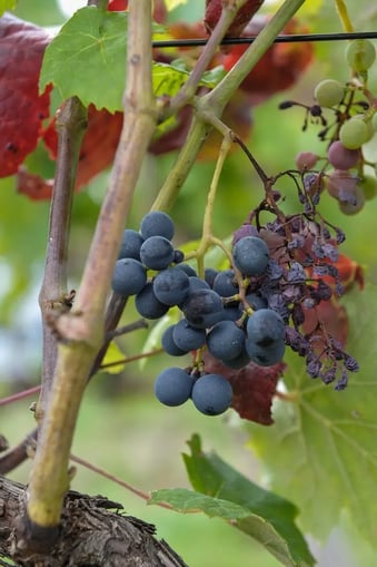 gdon-bordeaux-pied-vigne-317 flavescence dorée