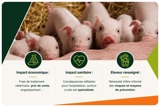 porc 1