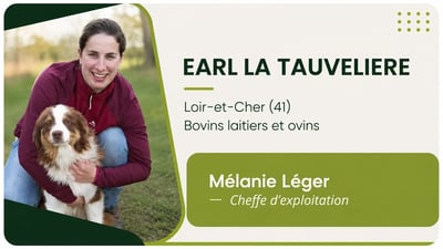 tauveliere
