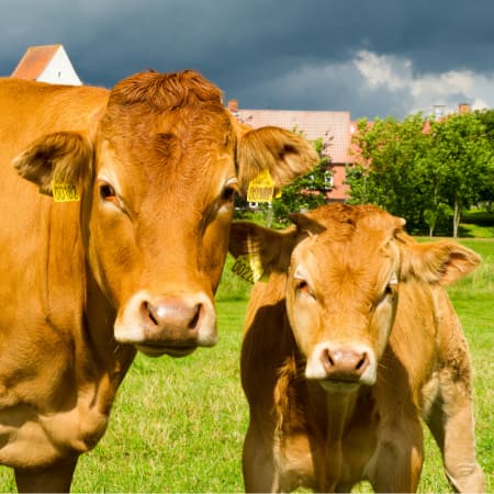 vache (15)