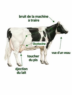 vache 3