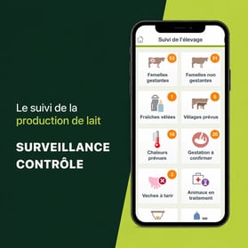 vache
